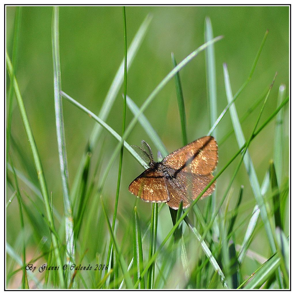 Farfalla da id - Ematurga atomaria, Geometridae